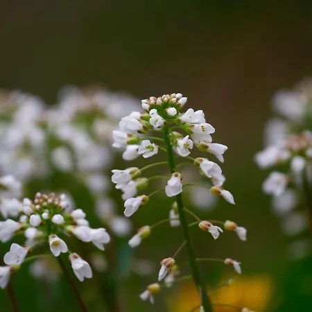 Apartment Jelka Bohinj
