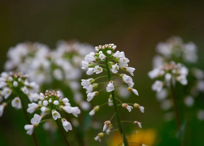 Apartamento Jelka Bohinj